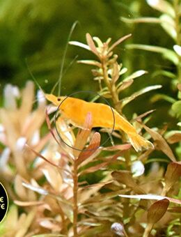 Orange Sakura Garnele, Zwerggarnele, reinerbig (ab 1,70€) (Versand/ Abholung) - Mechernich