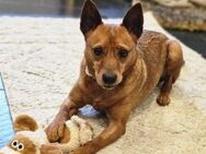 Ettore sucht seine Menschen - Fronreute
