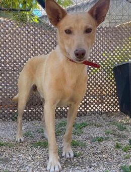 Milan, der hübsche blonde Rüde - Geilenkirchen