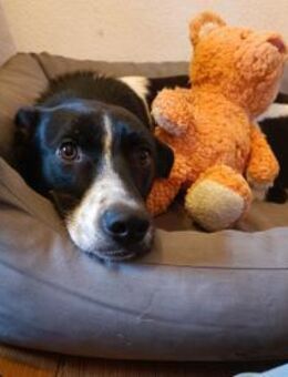 Skye sucht ein zu Hause - Ludwigshafen (Rhein)