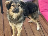 kleine Cookie sucht PS/ES ab Juli - Berlin