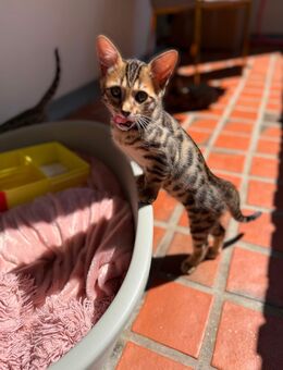 Bengal Katze kitten dringen zu verkaufen !!!GÜNSTIG - Düsseldorf