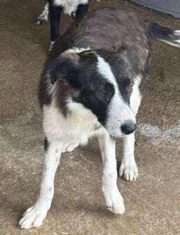 Süße TESS sucht liebevolles Zuhause - Neuberg