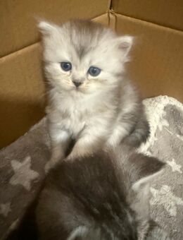 Bkh kitten - Hamburg Harburg