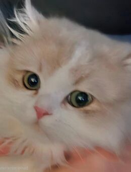 Junger Kater BLH - Moers