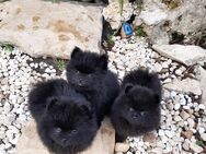 Pomeranian Zwergspitz Welpen - Wassertrüdingen