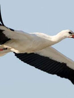 W12: Storch & Seeblick / Erdwärme & PV & Solarthermie - Nordwestuckermark