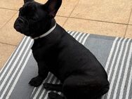 Französische Bulldogge Hündin Welpe - Detmold