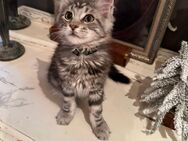 Debby...Maine Coon Kitten reinrassig mit Stammbaum - Bottrop Zentrum