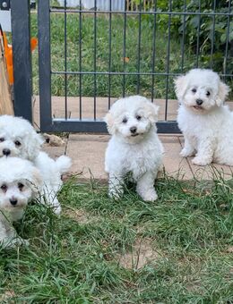 Reinrassige Bichon Frise Welpen abzugeben - Königswinter