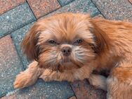 Shih-tzu aus der Südheide bereit zum ausziehen