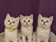Britisch Kurzhaar Kitten– Black Silver Shaded - Oedheim