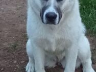 Akita-Husky Weibchen sucht liebevolles Zuhause - Goldenstedt