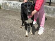 Klug fröhlich gesellig = JASMINE 🐾♥️ - München