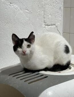 Nia aus dem Tierschutz Kreta - Grevenbroich