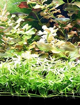 Kleiner Fluss-Hahnenfuß, RARITÄT, Aquariumpflanze, Versand/ Abholung - Mechernich
