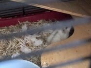 Hamster - Gelsenkirchen Hassel
