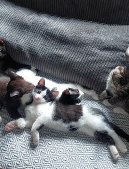 Süße Kätzchen zu verkaufen – 3 Kater & 2 Katzen - Krefeld