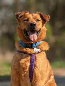 Wunderbarer Mandarin sucht sein Zuhause - Duisburg