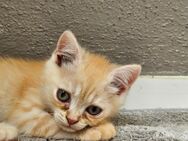 Wunderschöne BHK Main Coon Kitten Abzugeben - Schwabach