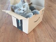 BKH Katerchen sucht liebevolles Zuhause - Flieden