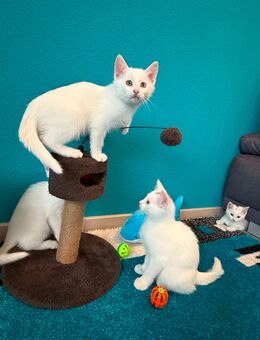 Katzenbabys Kitten American Shorthair - Alzey Zentrum