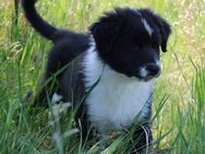 Australian Shepherd Welpe - Eichstätt