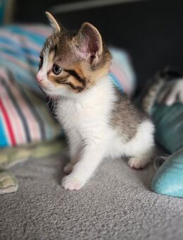 BKH Kitten - Cappeln (Oldenburg)