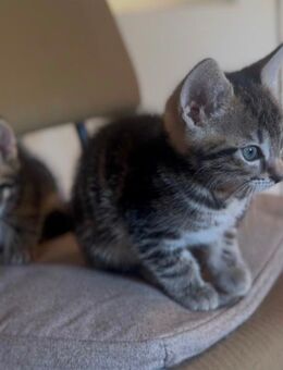 2 Süße Babykatzen suchen ein neues Zuhause - Schirgiswalde-Kirschau Kirschau