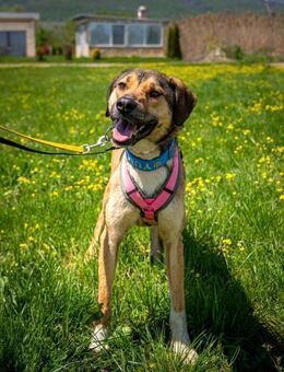 aufmerksame Nena sucht Familie - Berlin