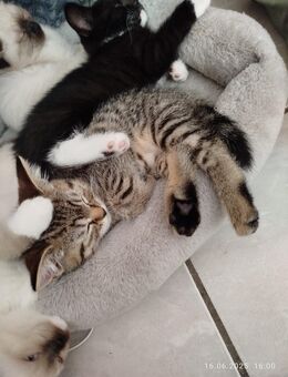 BKH Kitten suchen ein liebevolles Zuhause - Viernheim