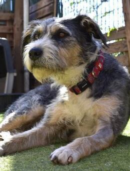 PONPONNE 🥰 brav. lieb, verträglich - Neudenau