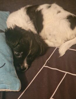 Süße Willow sucht ein Zuhause - Lalendorf