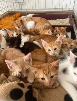 Katzenkinder suchen Pflegefamilie - Unterföhring