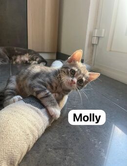 Babykatzen abzugeben - Kuhardt