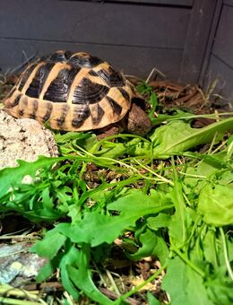 Griechische Landschildkröten - Boxberg (Baden-Württemberg)