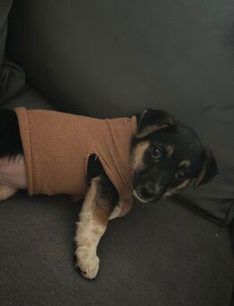 Liebevolle Welpendame sucht ein neues - Gelsenkirchen Bulmke-Hüllen