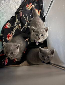 Britische kurz Haare - Feucht