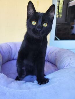 Schmusebacke Ozzy - Ellerbek