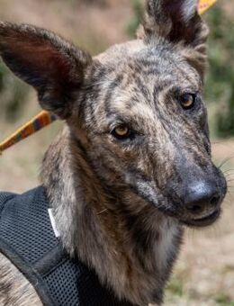 Chanel, eine tolle Familienhuendin - Brunstorf
