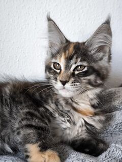 Maine Coon kätzchen mit stammbaum