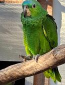 Junge Hybrid- Amazonen zu verkaufen in 03042