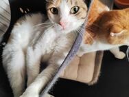 Lily aus dem Tierschutz - Grevenbroich