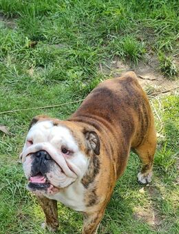 Wir erwarten Englische Bulldoggen Welpen - Boitzenburger Land