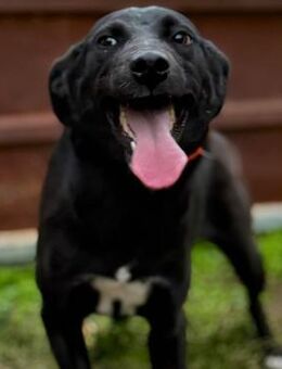 💛Verspielte Hündin Bibi🌼 - Eislingen (Fils)