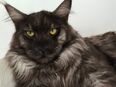 Deckkater reinrassige Maine Coon Kater in 76530