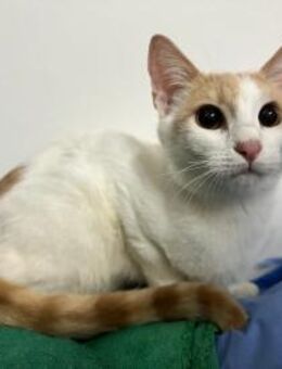 Nugget 🐱der ungeschliffene Edelstein - Kirchheim (München)