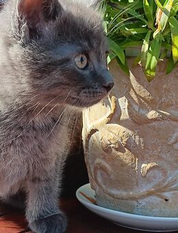 Langhaarkatzen Mix Kitten - Holzdorf