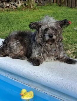 Pino - er braucht seine Zeit - Höchst (Odenwald)