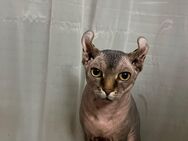 Deckkater Sphynx Elf - Würzburg